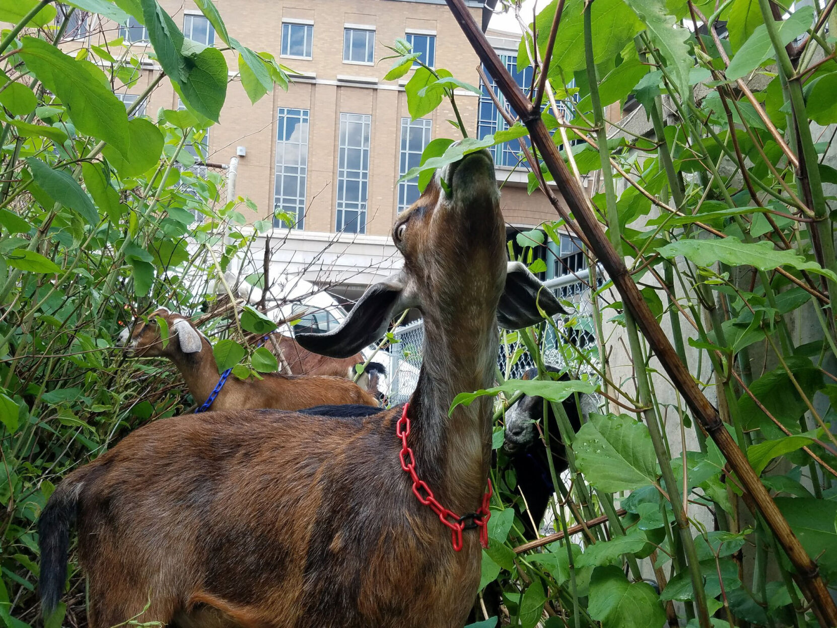 goats knotweed UMPC Shadyside hospital.jpg